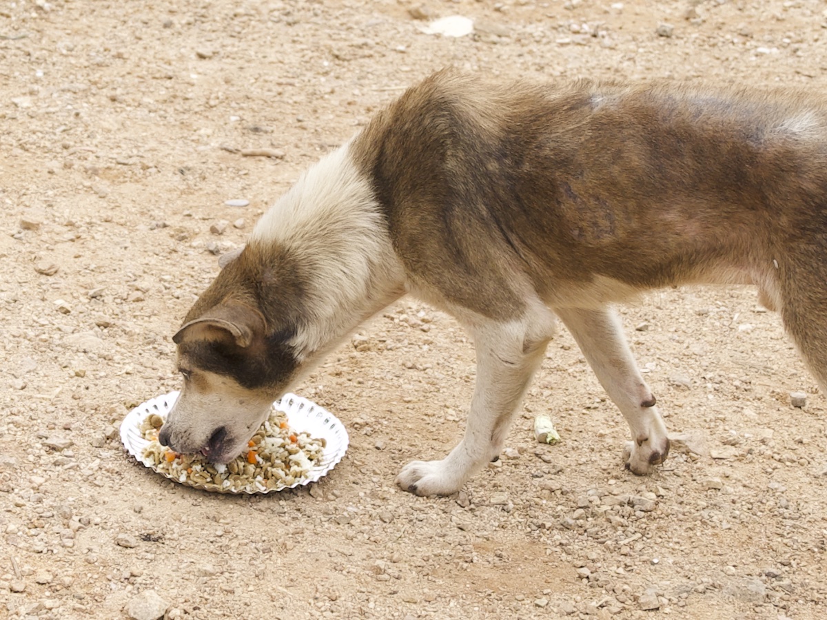 Stray Feeding Program